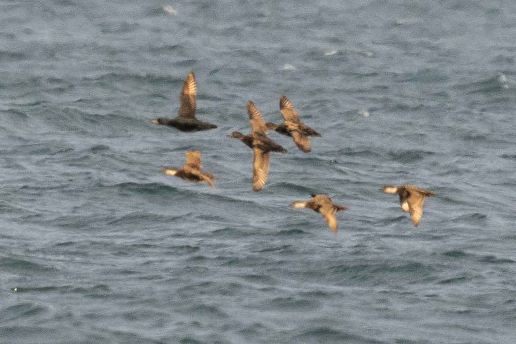 Common Scoter
